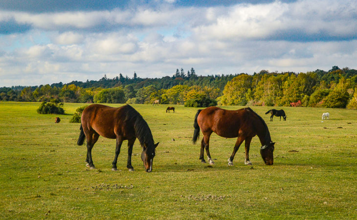 life in the new forest