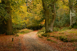 walking in the new forest