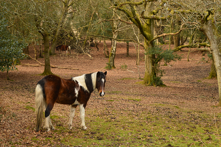 new forest camping