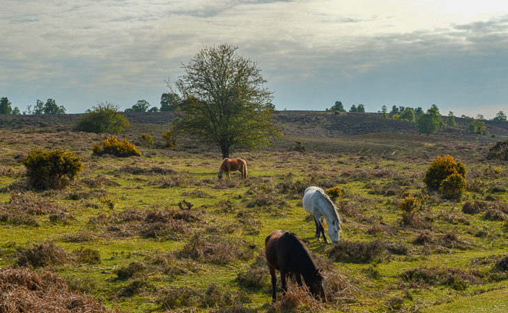 new forest ponies