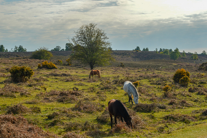 new forest ponies