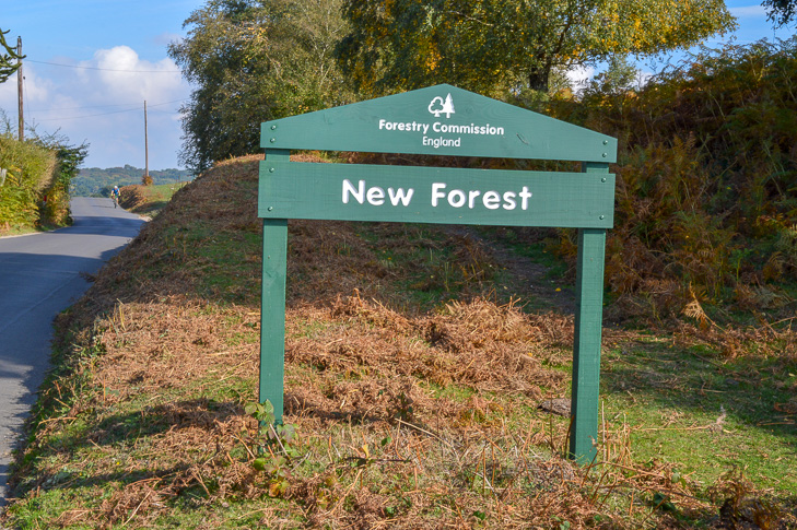 explore the new forest