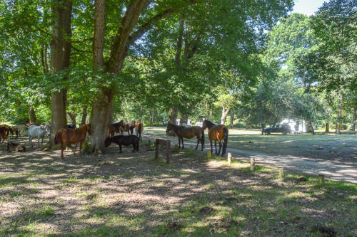 hollands wood campsite near brockenhurst