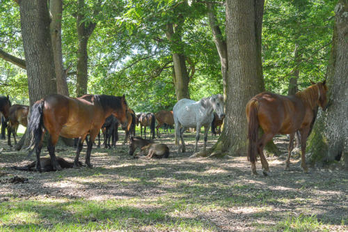 hollands wood campsite new forest hampshire