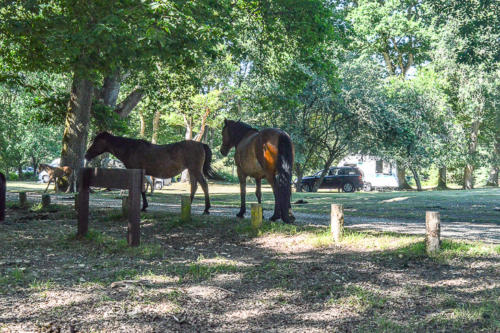 hollands wood campsite lyndhurst hampshire