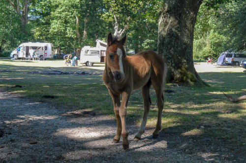 hollands wood motorhome and caravan park 