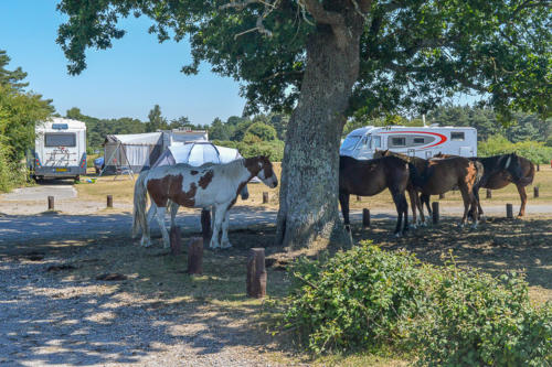 roundhill campsite new forest