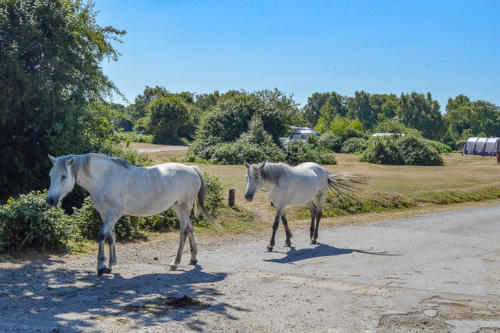 roundhill campsite brockenhurst