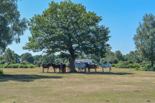 roundhill campsite near brockenhurst