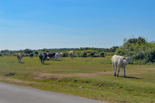 holmsley campsite new forest hampshire
