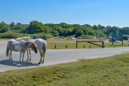holmsley campsite bransgore