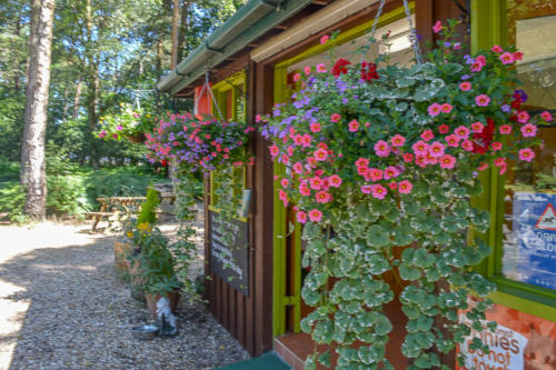 setthorns campsite near brockenhurst hampshire