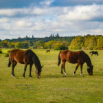 life in the new forest