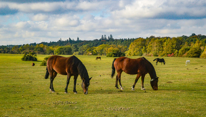 life in the new forest
